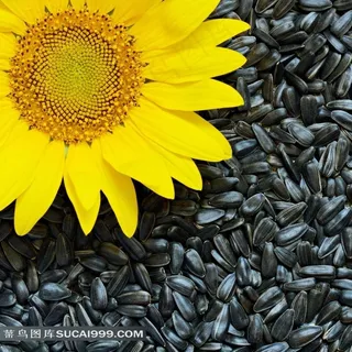 葵花籽向日葵图片