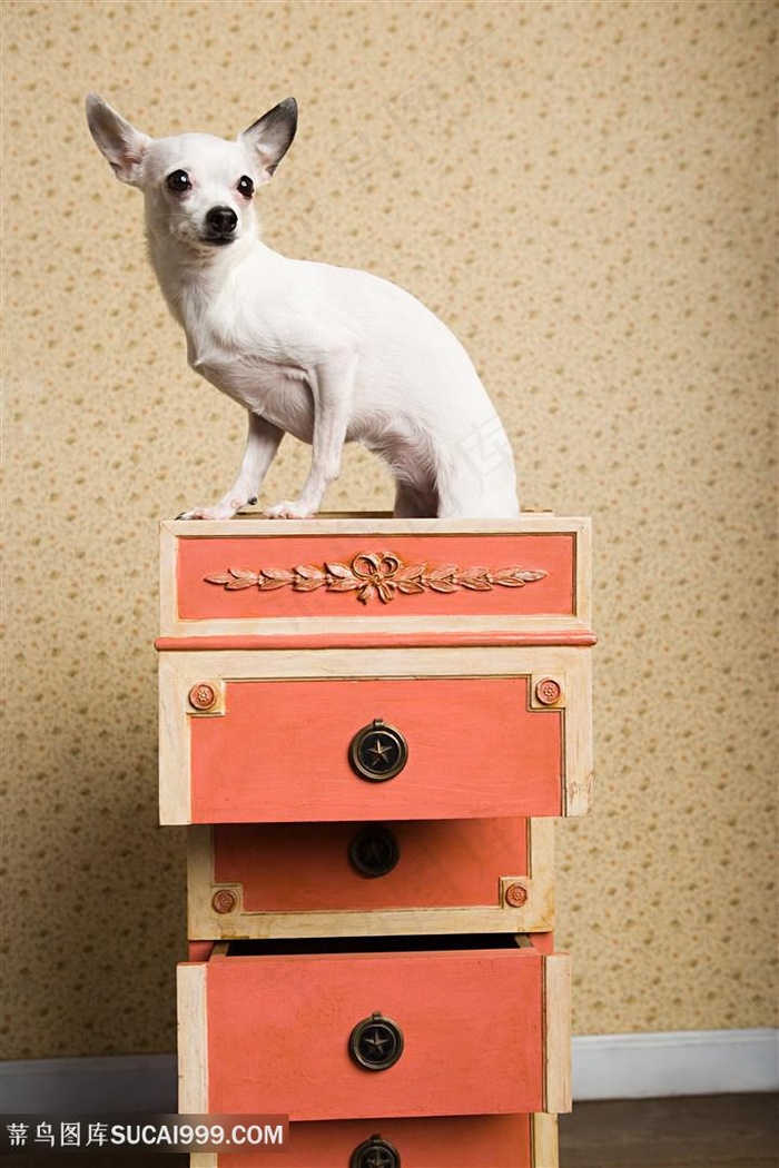 柜子上吉娃娃高清摄影图片