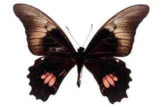 蝴蝶 彩蝶 花蝴蝶 动物 昆虫 免抠