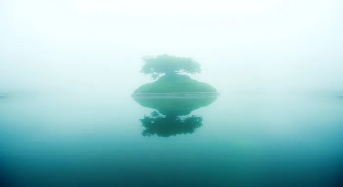 高清湖水中的树木