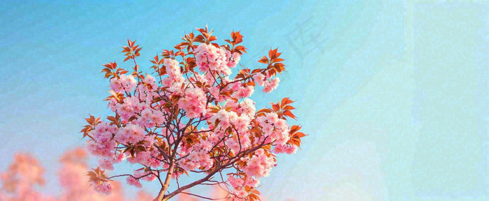 唯美粉色樱花花瓣春天浪漫梦幻蓝色，春分惊蛰摄影图(1712x704)
