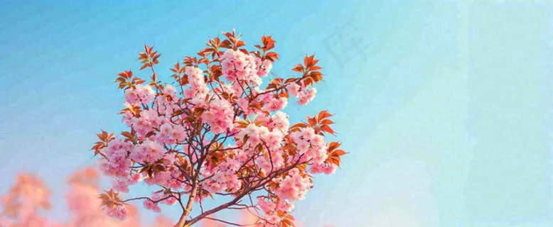 唯美粉色樱花花瓣春天浪漫梦幻蓝色，春分惊蛰摄影图