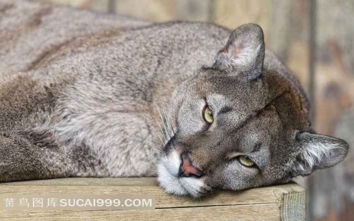躺卧的豹子图片
