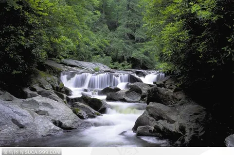 密林中的水流 密林中的水流