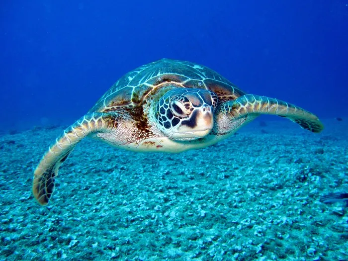 海洋海底海龟图片