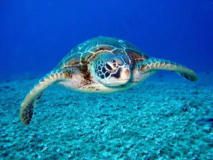 海洋海底海龟图片 海洋海底海龟图片