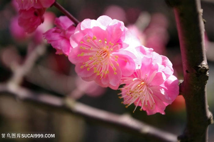 高清唯美枝头梅花鲜花图片