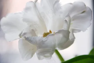 白色郁金香绽放图片