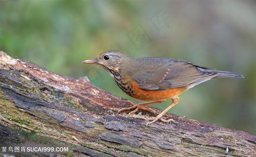 找虫子的小鸟类图片