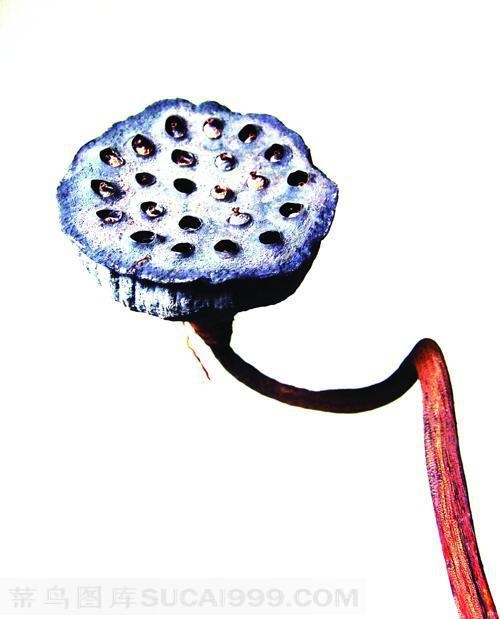 向上生长的干枯的莲蓬