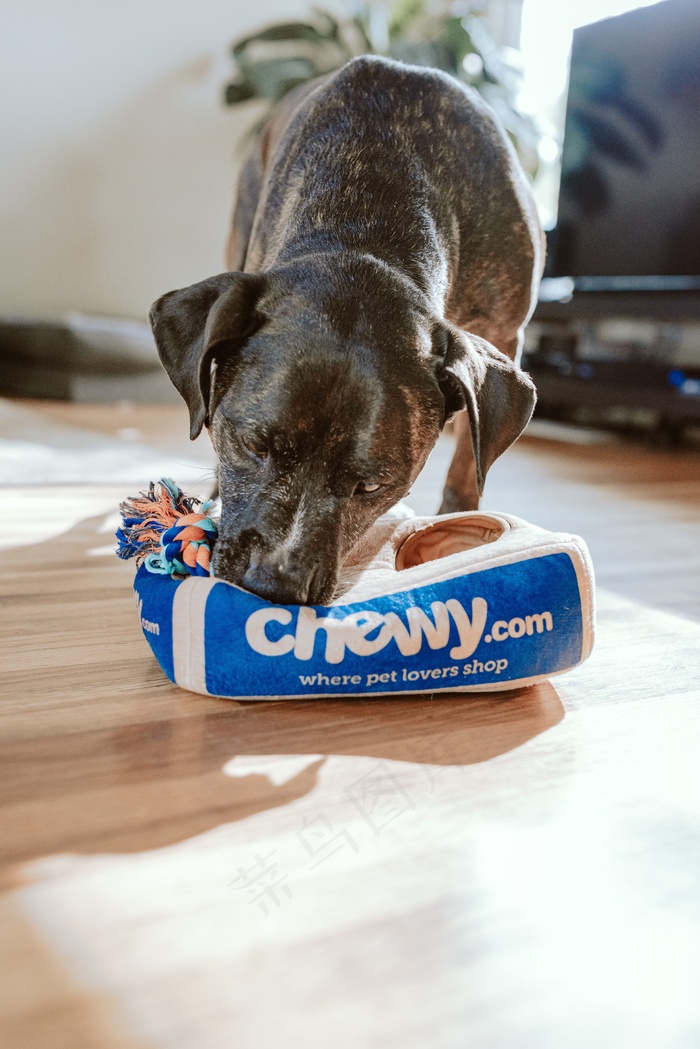 小狗咬东西图片