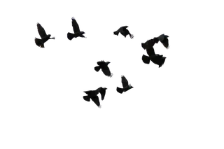 鸟鸽子动物飞翔飞鸟