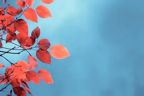 红叶大气简约蓝色背景