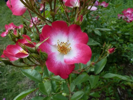 灌木丛绽放月季花图片 灌木丛绽放月季花图片
