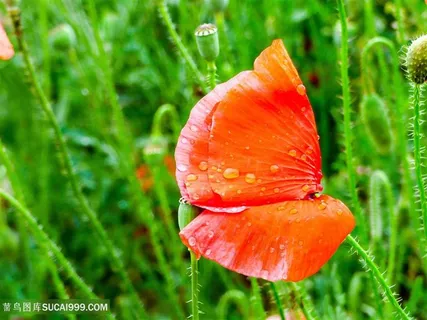 高清雨后虞美人鲜花图片 高清雨后虞美人鲜花图片