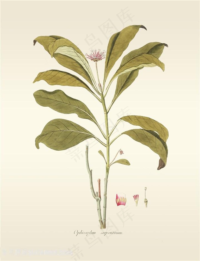 唯美高清彩绘树叶树枝插画