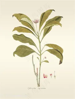 唯美高清彩绘树叶树枝插画