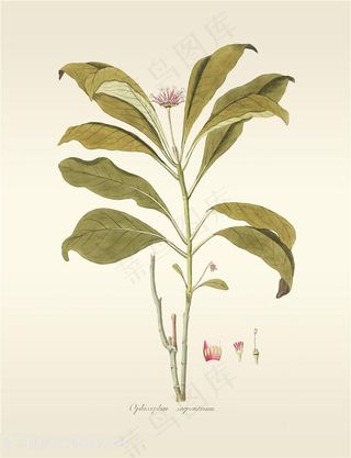 唯美高清彩绘树叶树枝插画