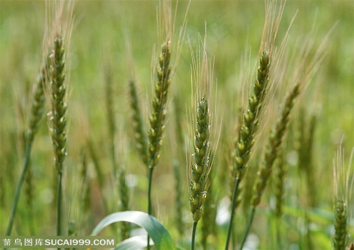 农作物-麦地里成熟的麦穗特写