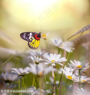 白色小邹菊上的昆虫花蝴蝶图片