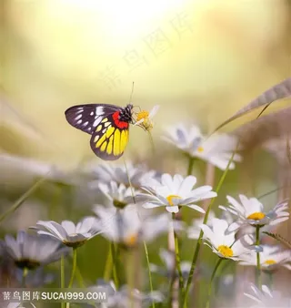 白色小邹菊上的昆虫花蝴蝶图片