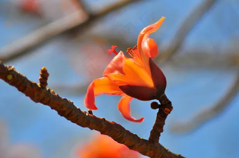 木棉花图片素材下载 木棉花图片素材下载