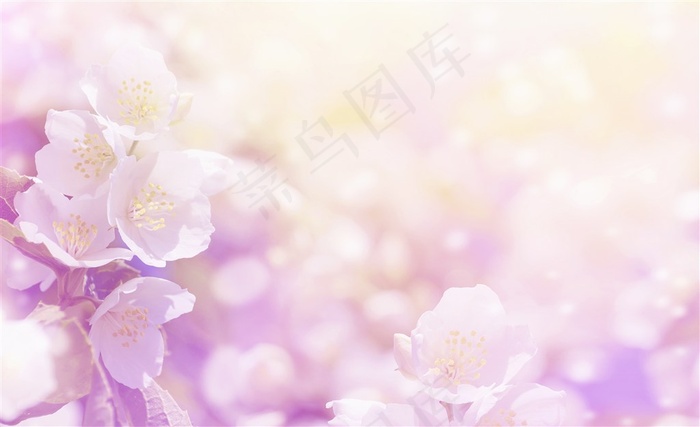 虚化唯美紫色花朵背景高清图片
