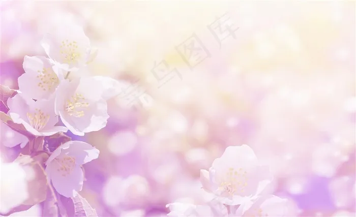 虚化唯美紫色花朵背景高清图片