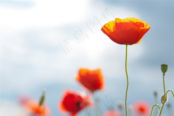 柔弱的罂粟花鲜花图片