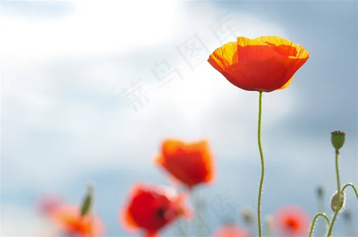 柔弱的罂粟花鲜花图片