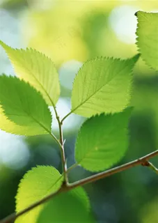 树木风景春天风景素材 树木风景春天风景素材