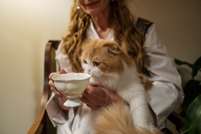 可爱猫咪猫猫摄影素材