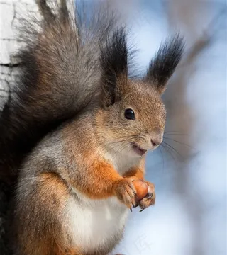 可爱的松鼠动物素材图