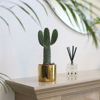 北欧简约绿植盆栽场景(36) 北欧简约绿植盆栽场景(36)