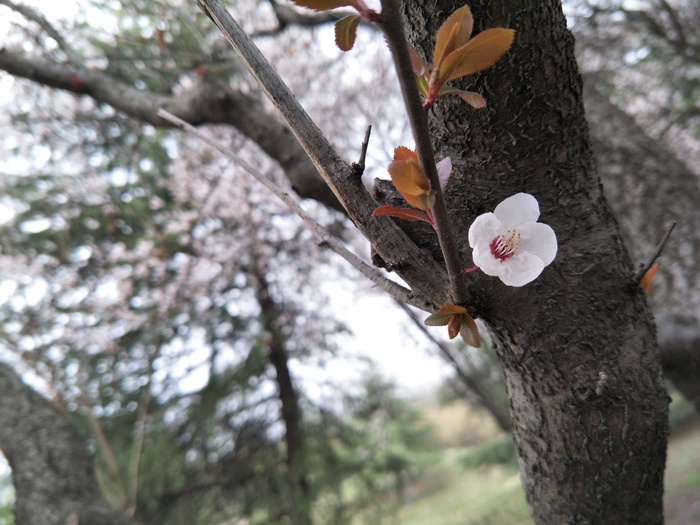 可爱的樱花