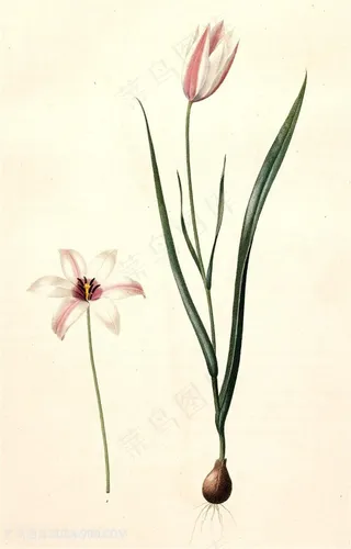 高清植物花卉兰花复古素材