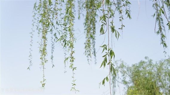柳枝图片,高清柳枝图片大全 - 菜鸟图库