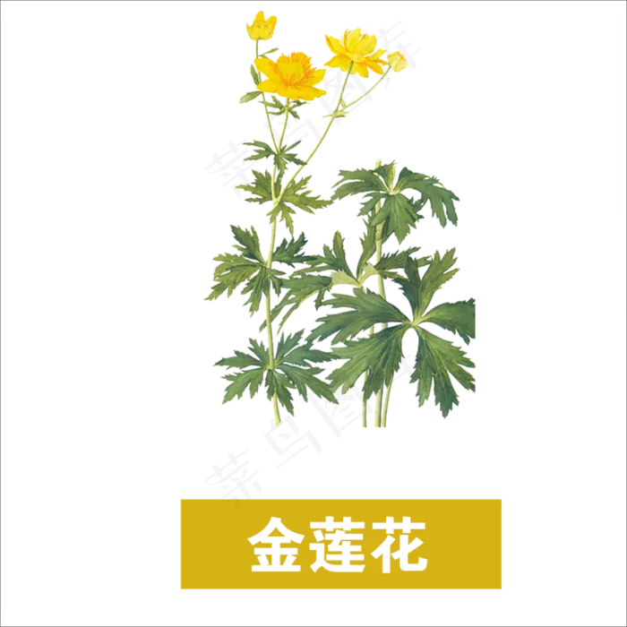 手绘草本中药药材金莲花