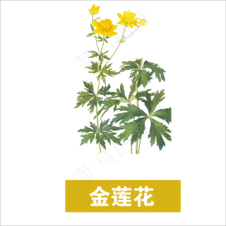 手绘草本中药药材金莲花