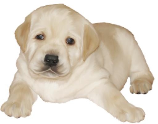 拉布拉多犬 PNG免抠(1028x804)