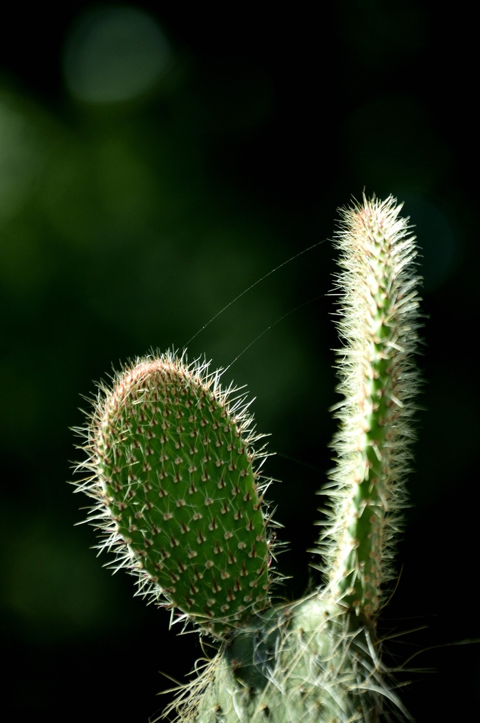 绿色仙人掌仙人球摄影素材