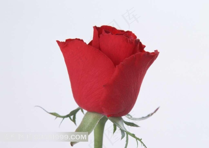 红色玫瑰素材