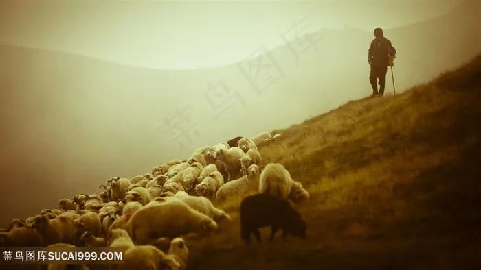 山上放羊风景画壁纸