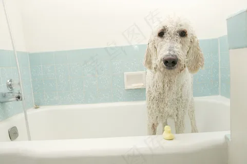 浴室狗狗图片下载 浴室狗狗图片下载