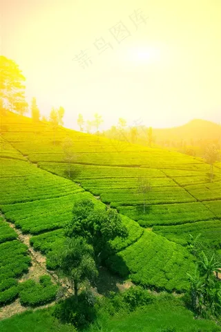 绿油油的茶园景色