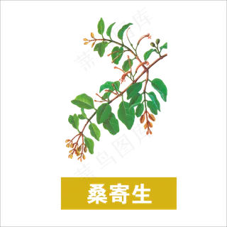 手绘草本中药桑寄生