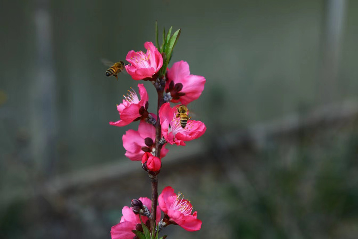 蜜蜂桃花特写图