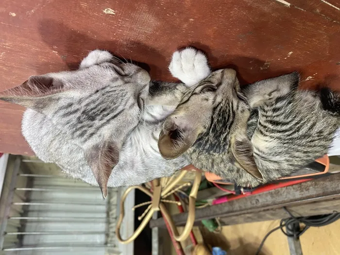 猫咪幼崽喵星人