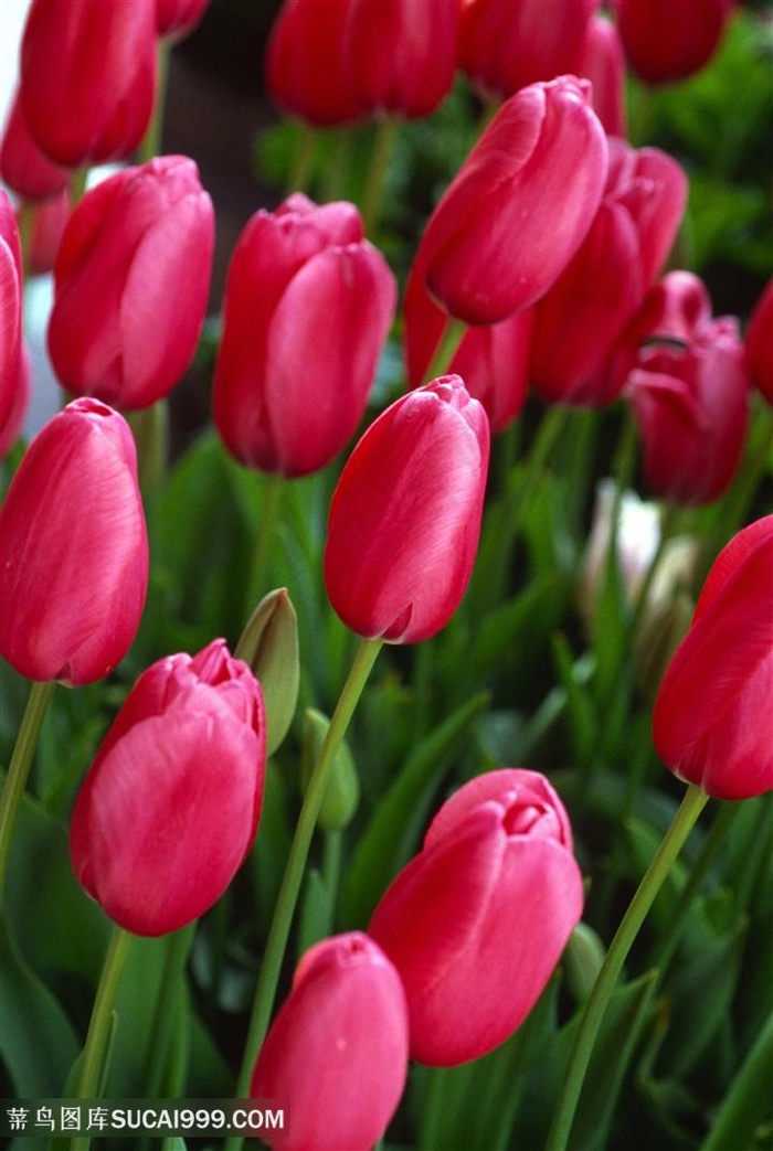 高清粉色郁金香鲜花图片