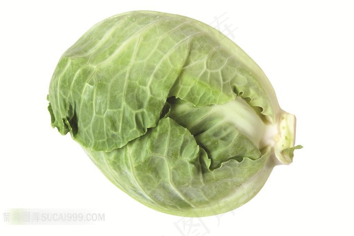 包头菜高清素材